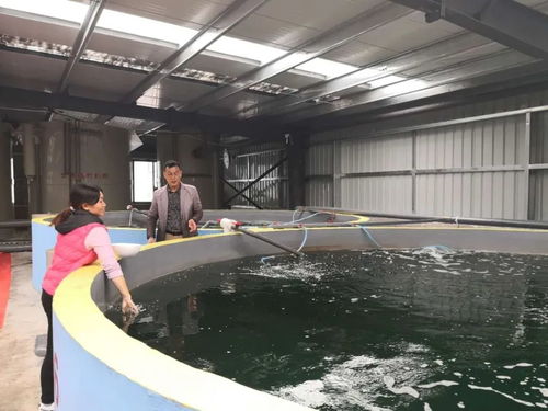 內(nèi)陸山區(qū)養(yǎng) 海蝦 貴州遵義工廠(chǎng)化循環(huán)水對(duì)蝦養(yǎng)殖的探索實(shí)踐