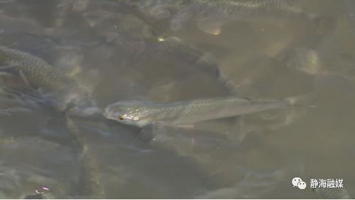 天津市靜海區(qū) 從會(huì)養(yǎng)到 慧 養(yǎng) 新技術(shù)助力靜海水產(chǎn)養(yǎng)殖提質(zhì)增效