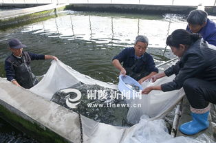 特種水產(chǎn)養(yǎng)殖打造高效漁業(yè)