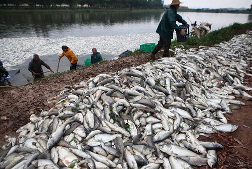 水產(chǎn)養(yǎng)殖風(fēng)險大,這些保險,能讓你把養(yǎng)殖風(fēng)險降最低