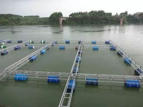 飼料丨300萬噸飼料市場競爭地圖 通威 海大博弈多年,將是飼料價格戰(zhàn)最慘烈的市場