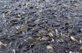 我國(guó)目前魚(yú)病流行現(xiàn)狀及其嚴(yán)重性的表現(xiàn)