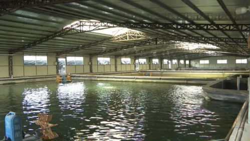 平遠(yuǎn) 做活水文章 特色水產(chǎn)養(yǎng)殖風(fēng)生水起