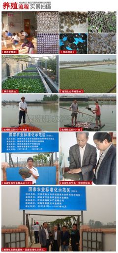 供應純種日本鱉苗/大量批發純種日本鱉苗/純種日本鱉苗價格