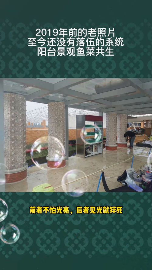 魚菜共生 養蝦 過濾系統 水產養殖技術 養蝦人