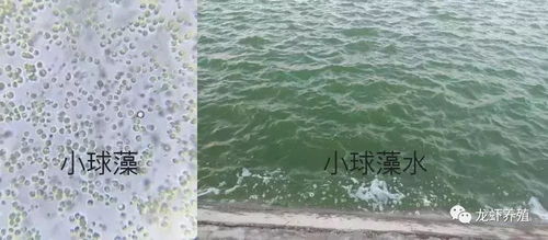 2018水產養殖事半功倍,掌握好培藻技術很重要