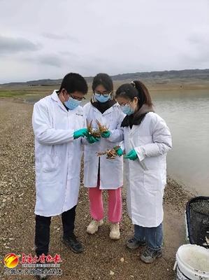 新疆冰川龍蝦產業技術研究中心成立