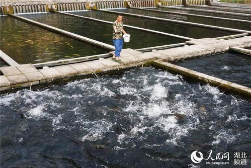 組圖 特種水產養殖助增收