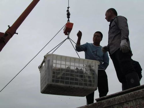 18元 斤,這里魚價常年全國最高