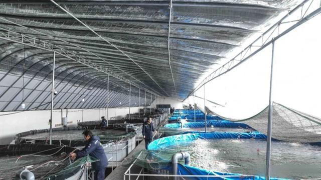 「組圖」張掖祁連山下富鍶白對(duì)蝦試養(yǎng)成功 首批4000斤&ldquo;新鮮&rdquo;上市