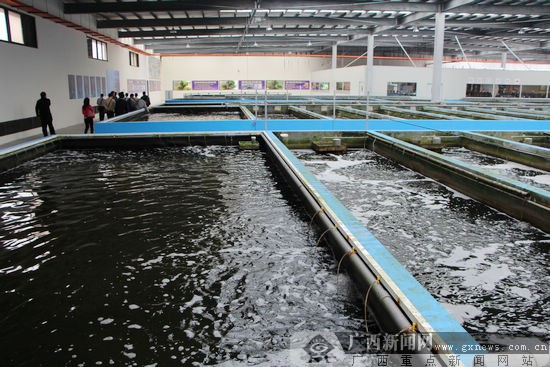廣西水產(chǎn)畜牧分團考察宜蘭特色水產(chǎn)畜牧養(yǎng)殖基地-廣西新聞網(wǎng)