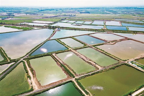 前進農(nóng)場繪就 水上春耕圖