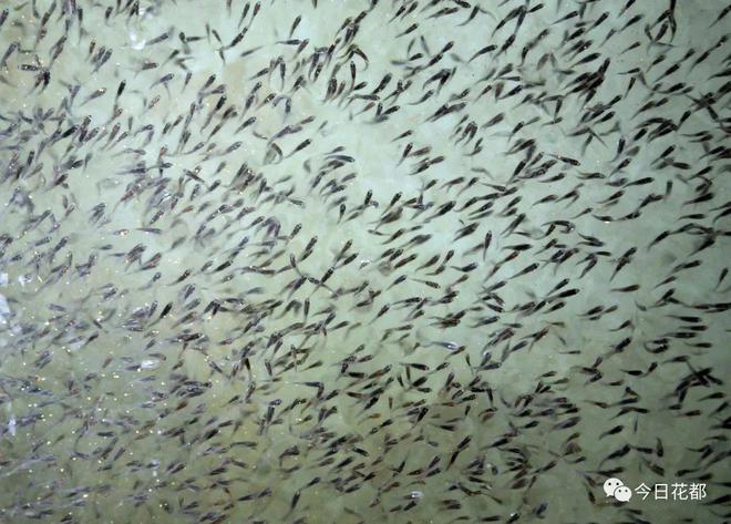 【兩會傳真】區(qū)政協(xié)委員張翾:深耕水產(chǎn)育種領(lǐng)域 助力花都打造現(xiàn)代漁業(yè)發(fā)展新高地