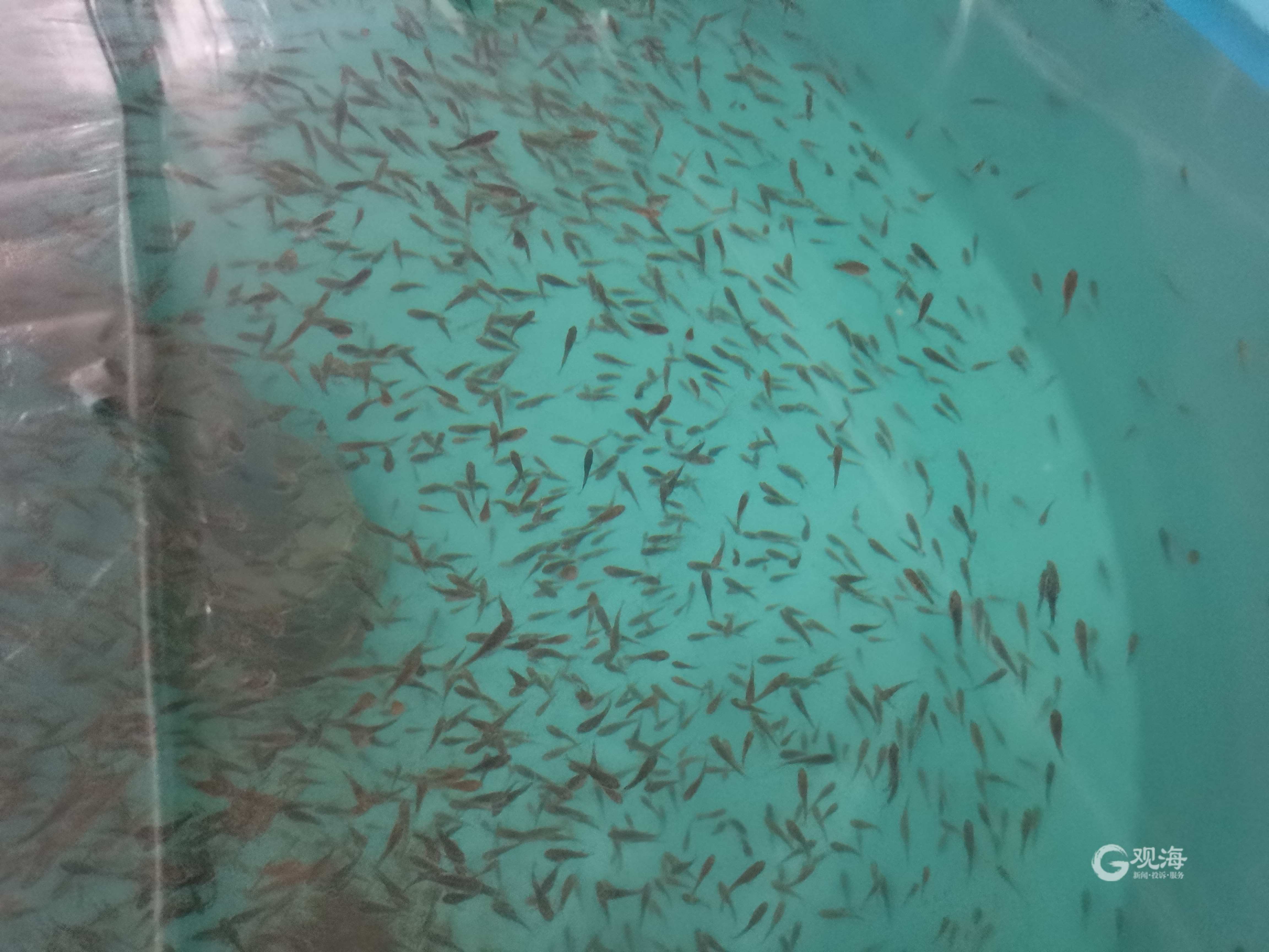 每年將產(chǎn)出魚苗2000萬尾!全人工繁育技術(shù)研發(fā)成功,青島墨瑞鱈&ldquo;游&rdquo;向全國