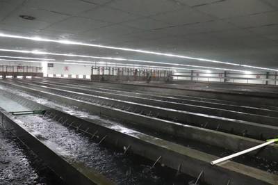 年產魚苗超1000億尾占全國10%!還斥資2.61億打造魚花產業園!這個小鎮為什么這么牛?