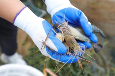 潢川縣豫東南正大水產研發(fā)基地首批羅氏沼蝦上市啦!