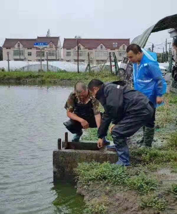 決不輕易讓水產養(yǎng)殖豐收成果受損失,金山這個鎮(zhèn)全力以赴抗擊 燦都 臺風
