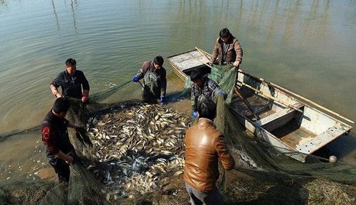 淺談水產養(yǎng)殖技術的應用